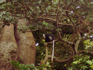 Shy Monkeys